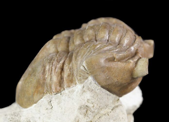 Asaphus (New Species) Trilobite - Russia #89065